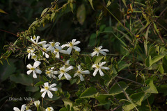 Clematis triloba